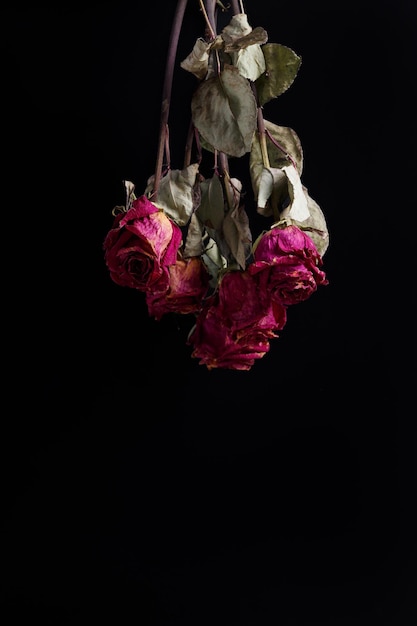 Dry pink roses on a black background copy space Bouquet of dead roses directed downwards closeup The concept of loneliness age sadness old age unhappy love loss