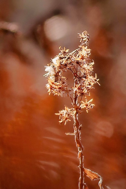 Photo dry plant in autumn