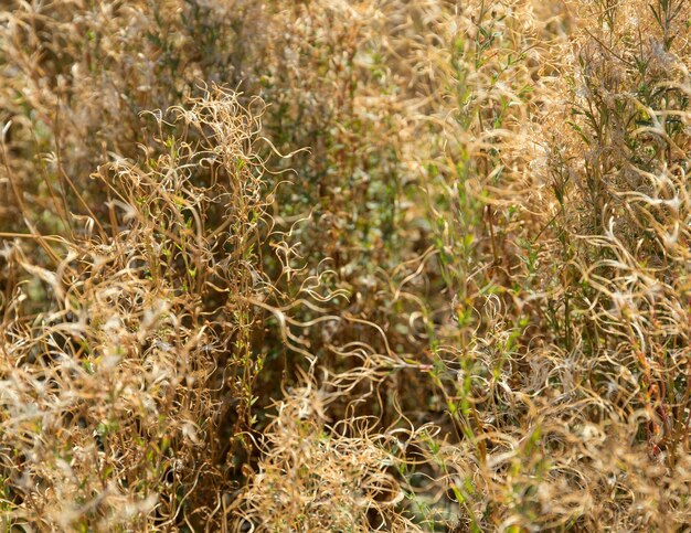 dry plant background