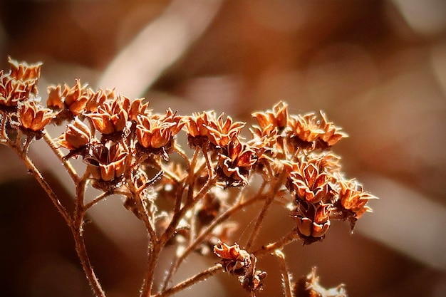 写真 乾燥した植物の芽