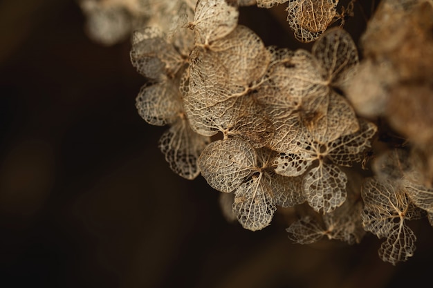 Foto immagine a macroistruzione del primo piano della pianta asciutta