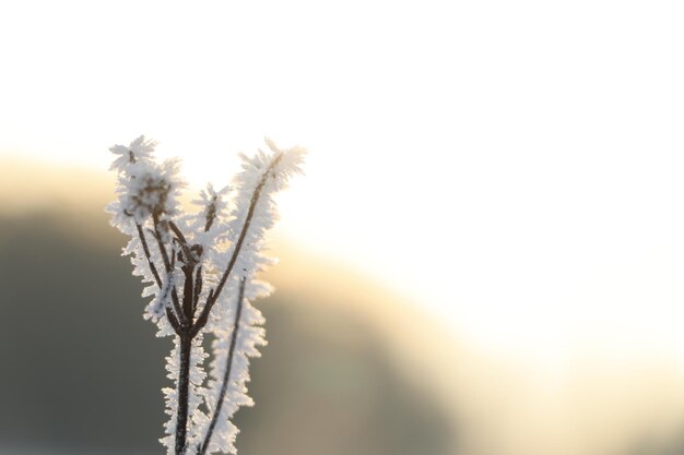 Dry plant covered with hoarfrost outdoors on winter morning closeup Space for text