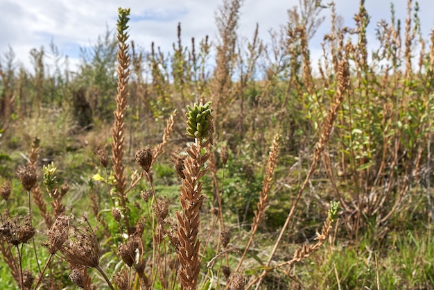 Pianta secca in campo.