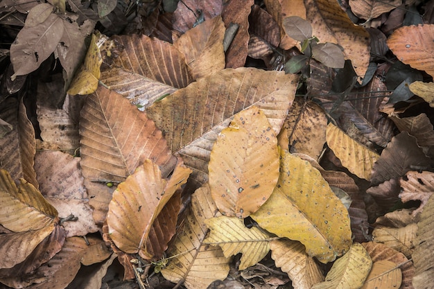 Dry plant in jungle