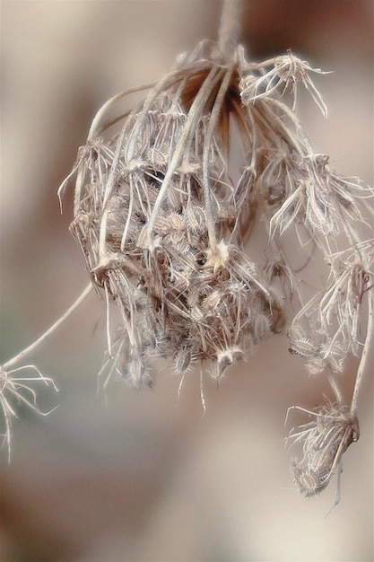 写真 植物 の 種 を 太陽 の 光 に 乾かす