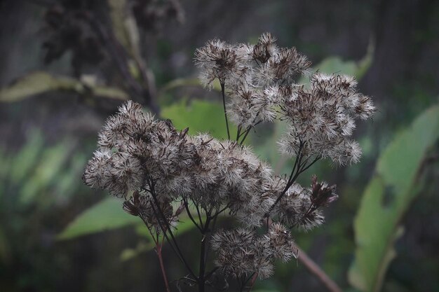 Photo dry plant seeds