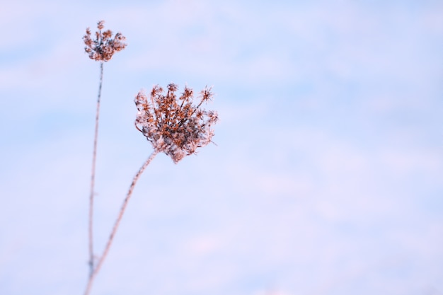 Dry plant in the snow