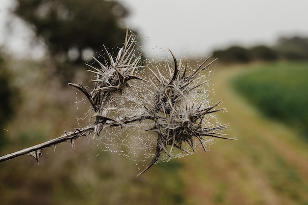 Photo dry plant with spiderweb