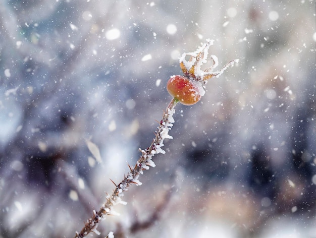 Dry plants covered with snow in winter