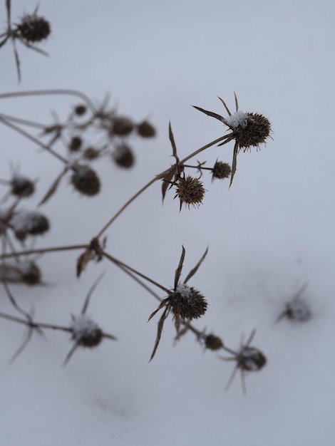 雪に覆われた乾燥した植物