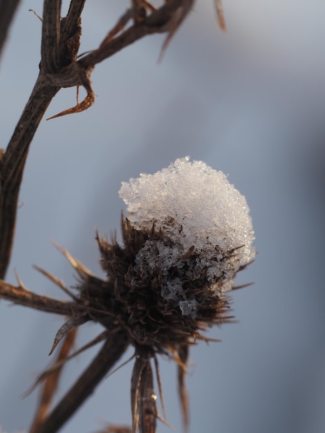 Photo dry plants covered with snow