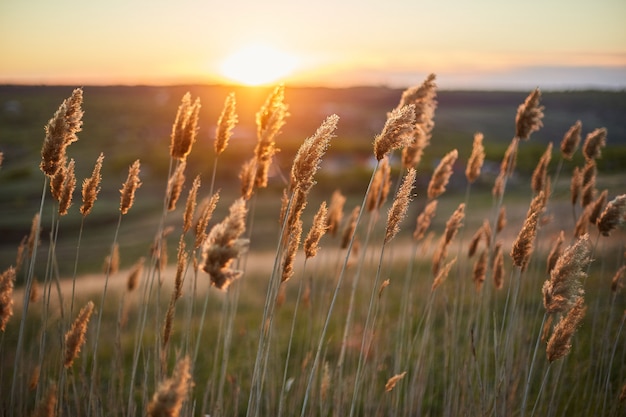 Le piante asciutte si accovacciano nel campo nel vento durante il tramonto.