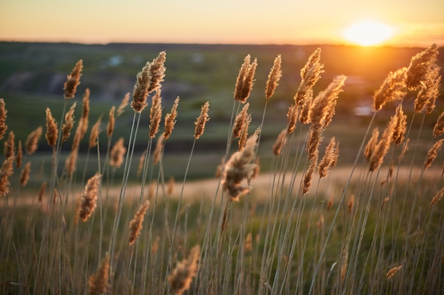 Dry plants crouch in the field in the wind during sunset.