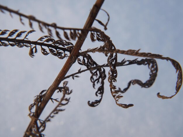 写真 雪に覆われた冬の牧草地の乾燥した植物