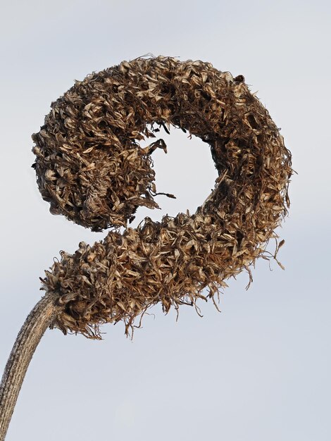 Photo dry plants on a winter meadow