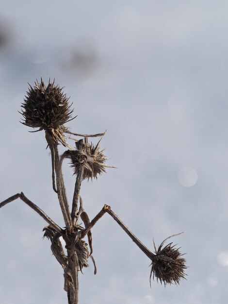 dry plants on a winter meadow