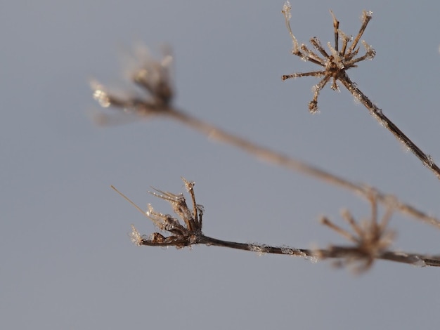 dry plants on a winter meadow