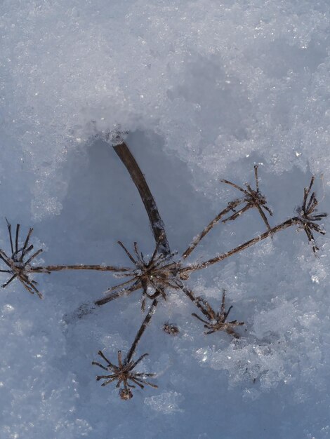 Photo dry plants on a winter meadow