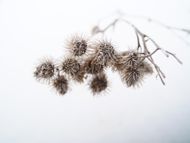 Photo dry plants on a winter snow-covered meadow