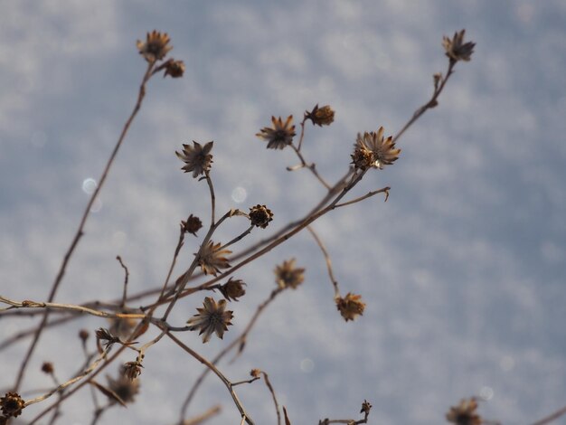 dry plants on a winter snow-covered meadow