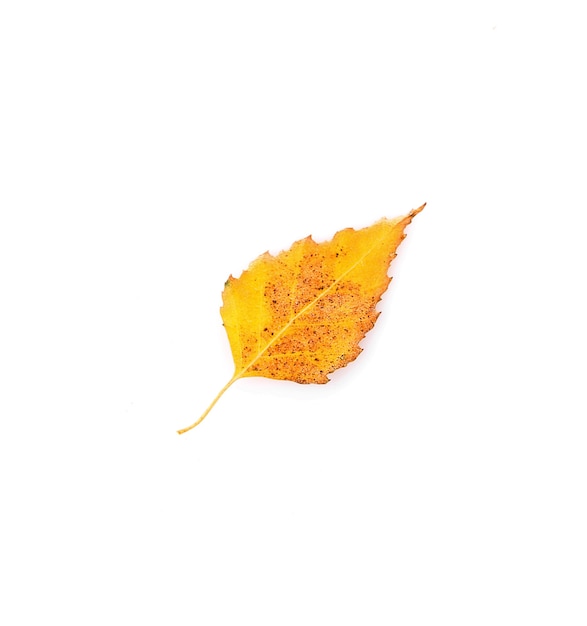 Dry poplar leaf, isolated on white