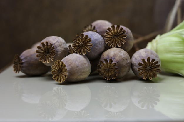 dry poppy heads on a porcelain board