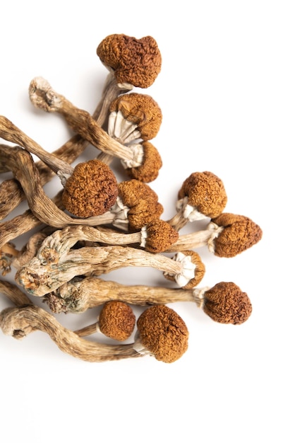 dry psilocybin magic mushrooms