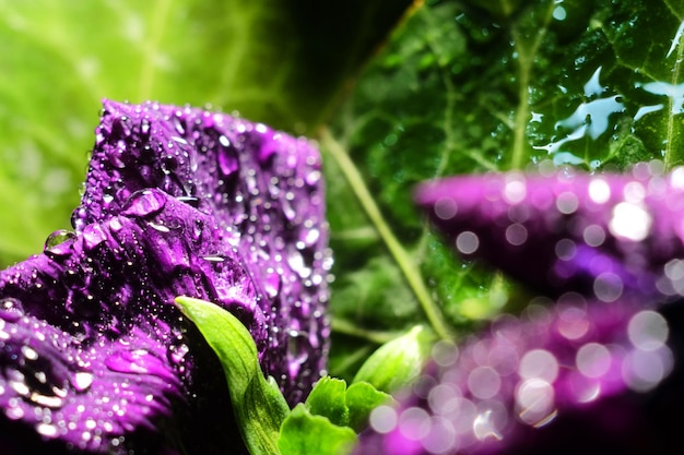 Dry purple flower with drops of water