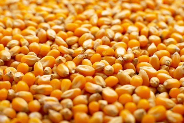 Dry raw corn kernels for making popcorn food background