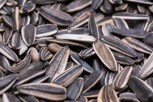 Dry raw sunflower seeds of gray color top view