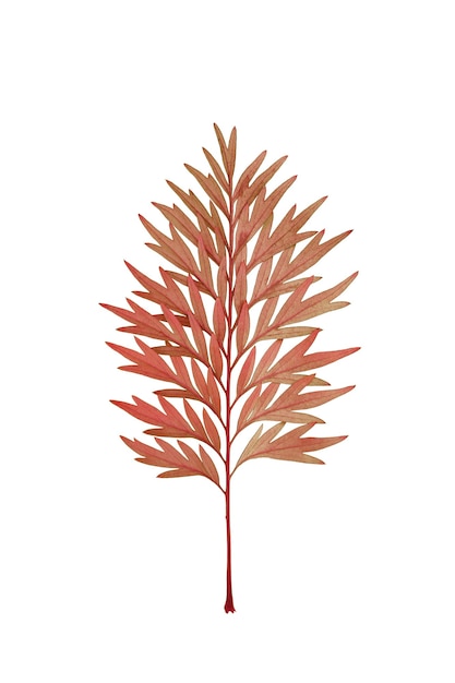 Dry red leaf like a pine tree branch isolated