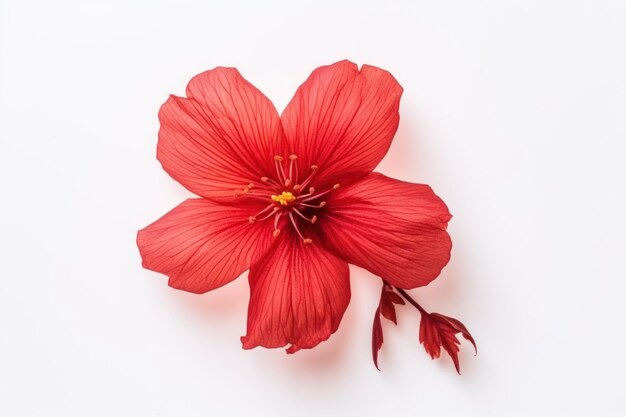 Dry red sinensis flower on white background flat lay top view with empty space