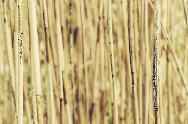 Dry reed background