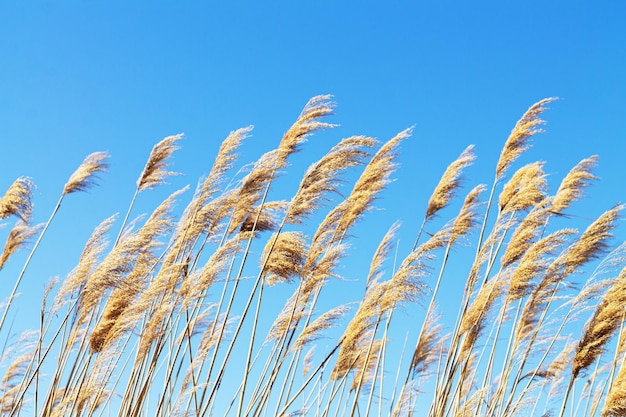 Dry reed field on blue sky backgroud Beautiful nature of Ukraine