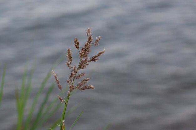 湖の乾燥した葦、葦の層、葦の種。太陽の下で落ちる黄金の葦草。抽象的な自然な背景。ニュートラルカラーの美しい柄。最小限のスタイリッシュなトレンドコンセプト。