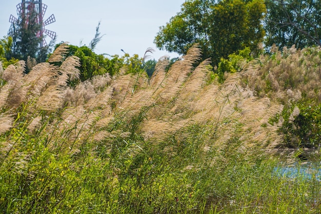 湖の葦の層の葦の種の乾燥葦太陽の下で秋に黄金の葦草抽象的な自然の背景中立的な色の美しいパターン最小限のスタイリッシュなトレンドのコンセプト