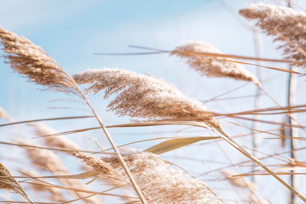 Dry reed on the lake reed layer reed seeds golden reeds on the lake sway in the wind against the blue sky abstract natural background beautiful pattern with neutral colors selective focus