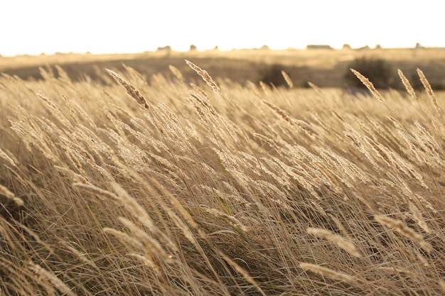 Фото Сухой тростник на открытом воздухе в светлых пастельных тонах семена тростника тростникового слоя бежевая тростниковая трава пампасная трава