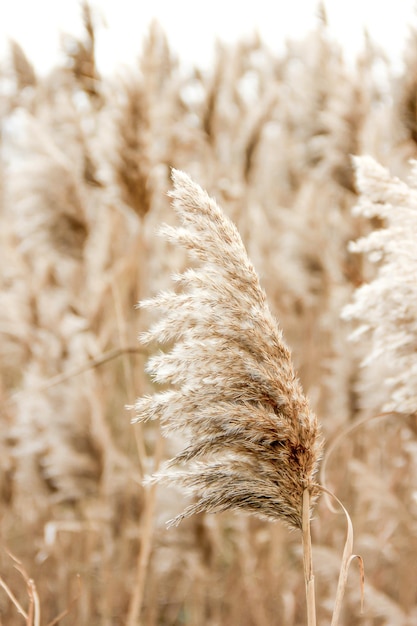 Dry reed outdoor in light pastel colors Beige reed grass pampas grass