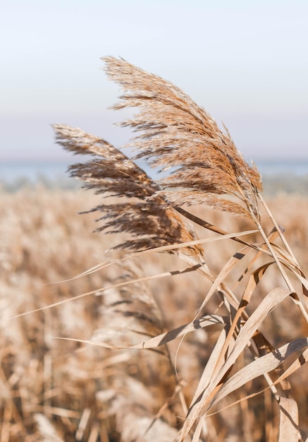 Dry reed outdoor in light pastel colors reed layer reed seeds Beige reed grass pampas grass