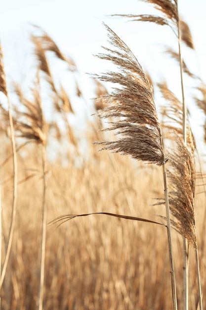 Dry reed outdoor in light pastel colors reed layer reed seeds Beige reed grass pampas grass