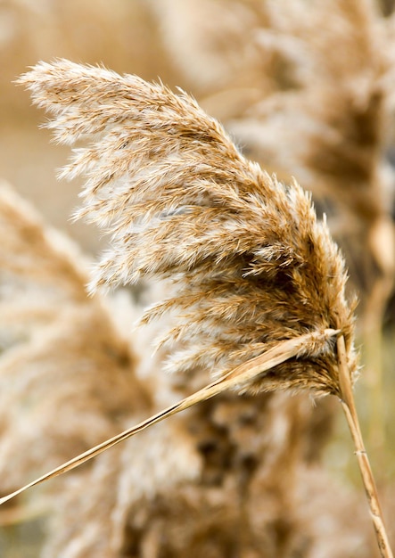 Dry reed outdoor in light pastel colors reed layer reed seeds Beige reed grass pampas grass