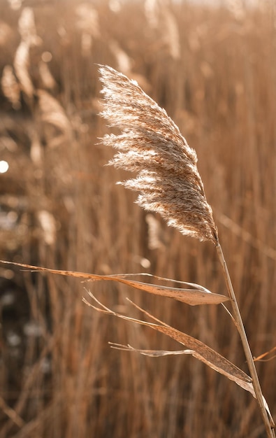 Foto canna secca all'aperto in colori pastello chiari semi di canna a strati di canna erba di pampa di erba di canna beige