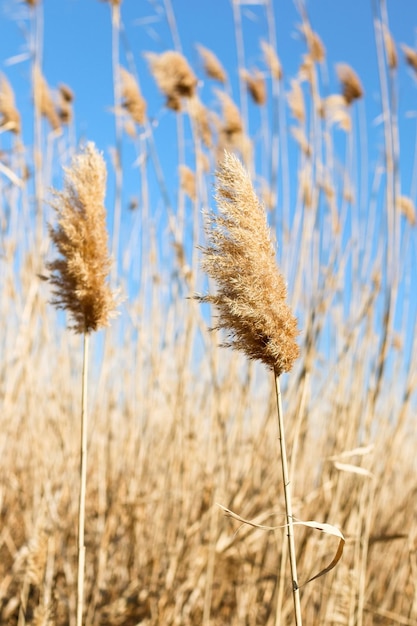 Foto canna secca all'aperto in colori pastello chiari semi di canna a strati di canna erba di pampa di erba di canna beige