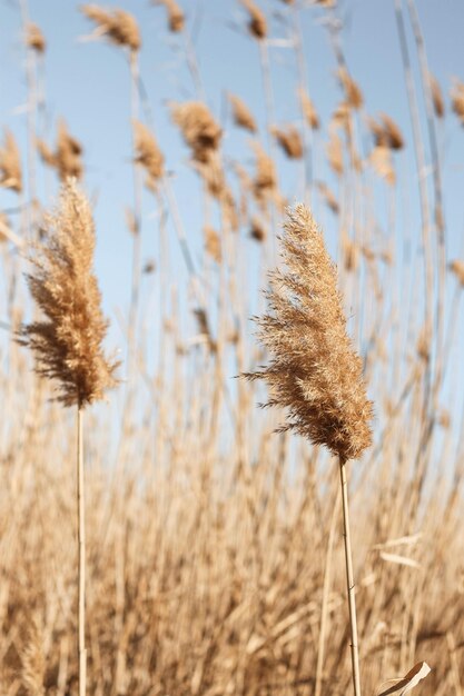 Foto canna secca all'aperto in colori pastello chiari semi di canna a strati di canna erba di pampa di erba di canna beige