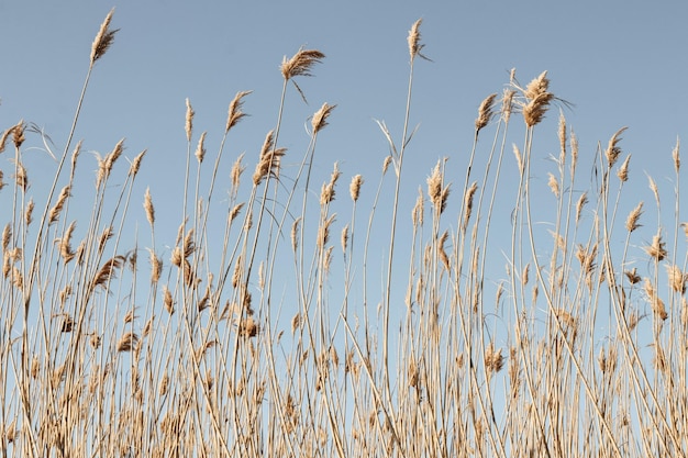 Dry reed outdoor in light pastel colors reed layer reed seeds Beige reed grass pampas grass