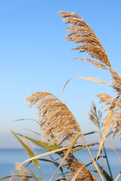 Dry reed or pampas grass outdoor in light pastel colors minimal stylish trend