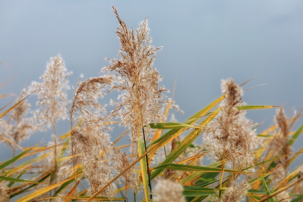 秋の湖の上の乾燥したヨシ植物