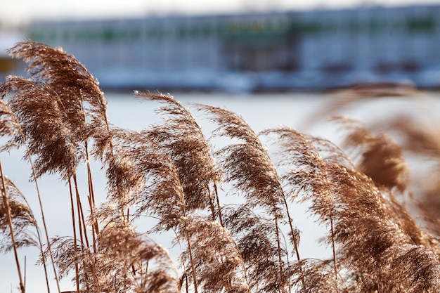 Dry reed stalks growing on banks of river