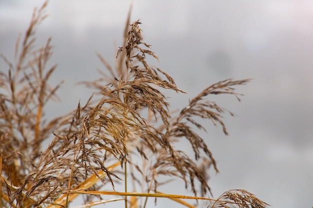 Dry reed with water drops in the background of the lake